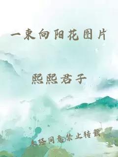 一束向阳花图片